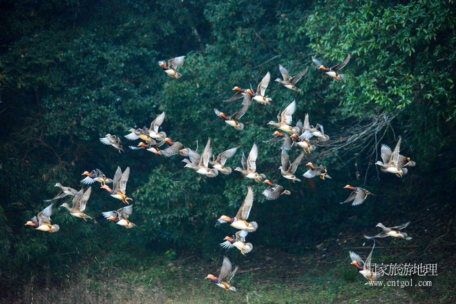 進(jìn)入初冬，大批野生鴛鴦陸續(xù)飛抵江西婺源縣賦春鎮(zhèn)鴛鴦湖越冬，小精靈們?cè)诤嫔匣蛳嗷ヒ蕾恕⑶淝湮椅?；或隨波逐流、嬉戲打鬧，悠閑自在生活在青山綠水之間，優(yōu)良的水域和豐富的湖畔闊葉林，為鴛鴦過冬提供良好生存環(huán)境，婺源鴛鴦湖已成為亞洲最大的野生鴛鴦越冬棲息地。（攝于12月4日下午）