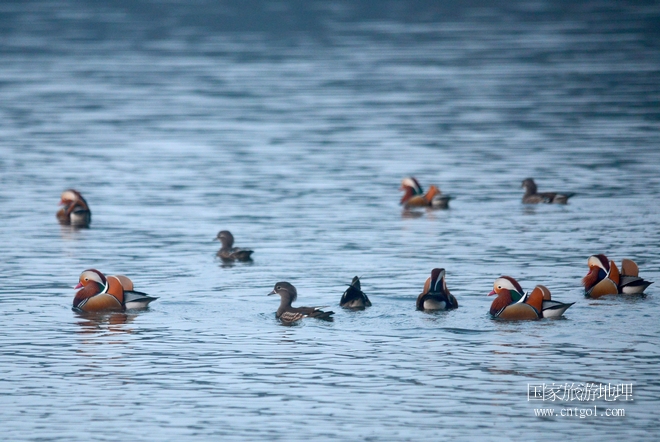進(jìn)入初冬，大批野生鴛鴦陸續(xù)飛抵江西婺源縣賦春鎮(zhèn)鴛鴦湖越冬，小精靈們?cè)诤嫔匣蛳嗷ヒ蕾?、卿卿我我；或隨波逐流、嬉戲打鬧，悠閑自在生活在青山綠水之間，優(yōu)良的水域和豐富的湖畔闊葉林，為鴛鴦過冬提供良好生存環(huán)境，婺源鴛鴦湖已成為亞洲最大的野生鴛鴦越冬棲息地。（攝于12月4日下午）