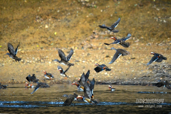 進(jìn)入初冬，大批野生鴛鴦陸續(xù)飛抵江西婺源縣賦春鎮(zhèn)鴛鴦湖越冬，小精靈們?cè)诤嫔匣蛳嗷ヒ蕾?、卿卿我我；或隨波逐流、嬉戲打鬧，悠閑自在生活在青山綠水之間，優(yōu)良的水域和豐富的湖畔闊葉林，為鴛鴦過冬提供良好生存環(huán)境，婺源鴛鴦湖已成為亞洲最大的野生鴛鴦越冬棲息地。（攝于12月4日下午）