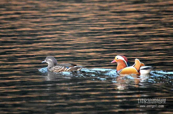 進(jìn)入初冬，大批野生鴛鴦陸續(xù)飛抵江西婺源縣賦春鎮(zhèn)鴛鴦湖越冬，小精靈們?cè)诤嫔匣蛳嗷ヒ蕾恕⑶淝湮椅?；或隨波逐流、嬉戲打鬧，悠閑自在生活在青山綠水之間，優(yōu)良的水域和豐富的湖畔闊葉林，為鴛鴦過冬提供良好生存環(huán)境，婺源鴛鴦湖已成為亞洲最大的野生鴛鴦越冬棲息地。（攝于12月4日下午）